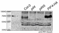 PIF4 | Phytochrome interacting factor 4 (goat antibody) in the group Antibodies Plant/Algal  / DNA/RNA/Cell Cycle / Transcription regulation at Agrisera AB (Antibodies for research) (AS16 3955)